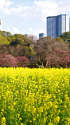 都心の菜の花畑