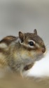 シマリス
