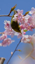 早咲きの桜とメジロ
