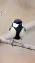 シジュウカラ6