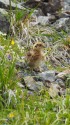 白馬岳のチビ雷鳥