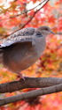 紅葉狩りのキジバト