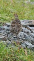 小蓮華山のチビ雷鳥