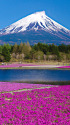 待ち遠しい春・富士山と芝桜