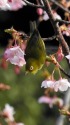 河津桜とメジロ