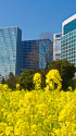 浜離宮恩賜庭園の菜の花畑