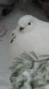 白頭巾ちゃん