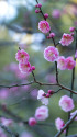 散歩道の花 1702-13-1