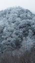雪の朝