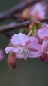 河津桜
