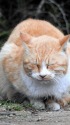 眠いにゃ～
