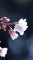 大寒桜
