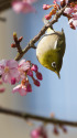 河津桜とメジロ