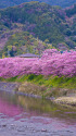 満開の河津桜