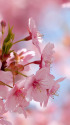 河津桜