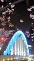 永代橋と大寒桜