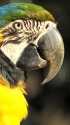 ルリコンゴウインコ