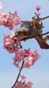 河津桜とヒヨドリ