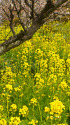 松田山の菜の花畑