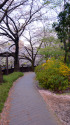 春の石神井川遊歩道
