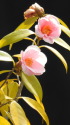 椿の花