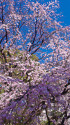 六義園のしだれ桜