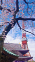 増上寺のしだれ桜と東京タワー