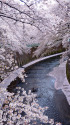 石神井川の桜