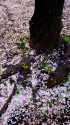 桜の樹の下には・・・