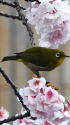 大寒桜とメジロ