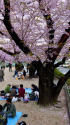 お花見・3
