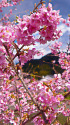 河津桜