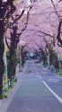 桜の路・1