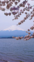 河口湖北岸の桜と富士山