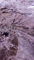 石神井川の桜・2