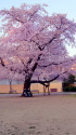 公園の桜・2