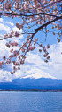 富士山と桜