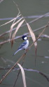 シジュウカラ8
