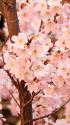 満開のコヒガン桜