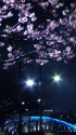永代橋と桜