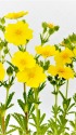 ユウバリキンバイ