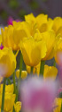 散歩道の花 1703-17-1