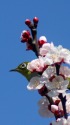 アンズの花