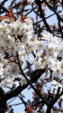 山桜