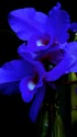 ランの花