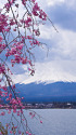 富士山としだれ桜