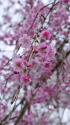しだれ桜