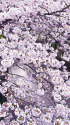 目黒川 ・川面を彩る桜
