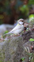 白いシジュウカラ49