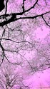 高遠小彼岸桜